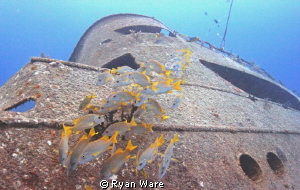 Yellow Tail Snapper and wreck by Ryan Ware 
